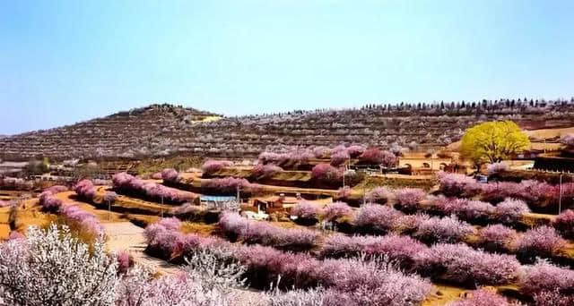 4月10日，第十五届宁夏六盘山山花节将在彭阳隆重启幕！