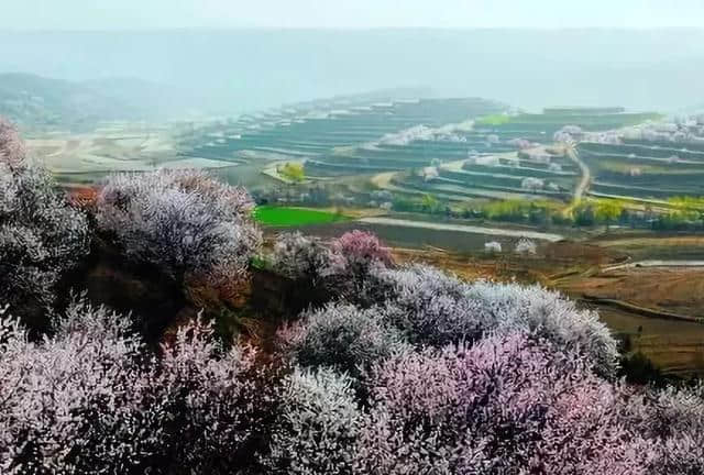 4月10日，第十五届宁夏六盘山山花节将在彭阳隆重启幕！