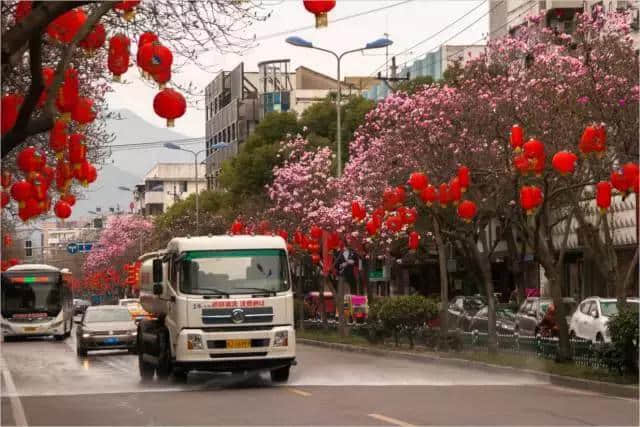 临海玉兰花静静绽放，你不来，她不谢……