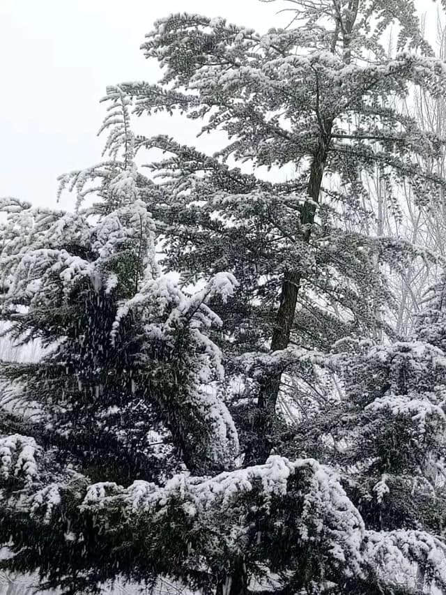 “沂蒙雪谷”，陪你红红火火过大年！