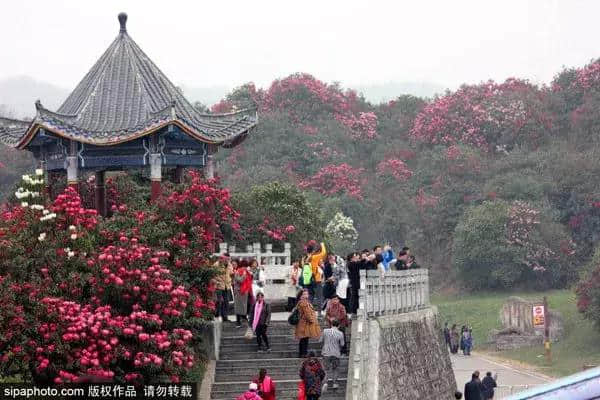 整整100天！全国各地游客去贵州旅游！所有景区门票半价，高速5折！