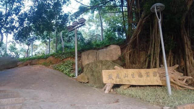 说鼓浪屿不好玩的，应该是碰到假鼓浪屿了