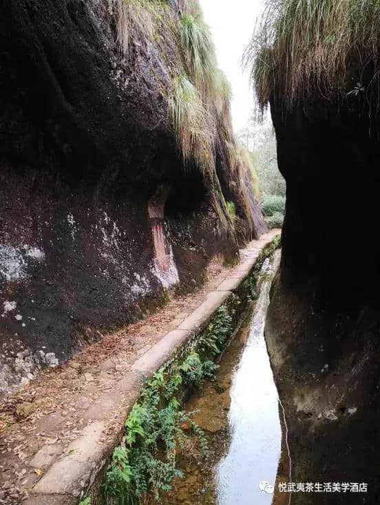 悦系旅游｜盘他！2019武夷山最全游玩攻略