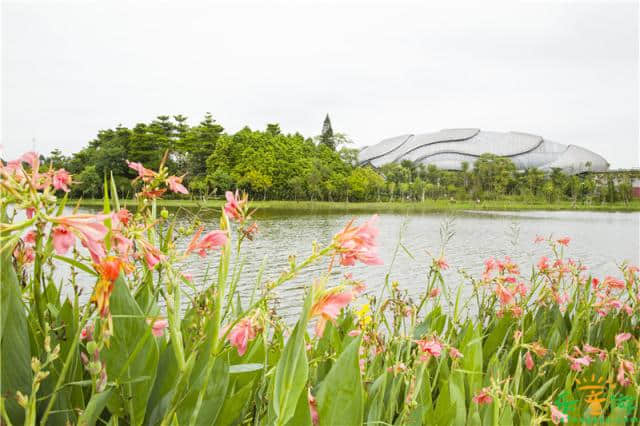 番禺大学城中心湖风景优美，广州亲子秋天游玩好去处