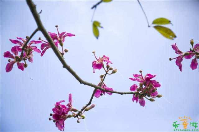 番禺大学城中心湖风景优美，广州亲子秋天游玩好去处