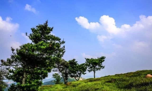 「潍坊旅游」临朐草原，风吹草低见牛羊