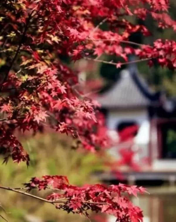 秋季旅游去哪儿？国内十大最美旅游地，总有一个适合你