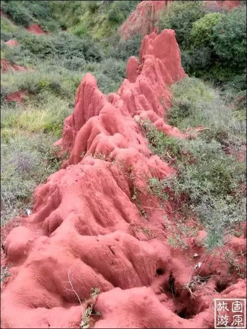 六盘山惊现一抹红！是谁打翻了调色板……