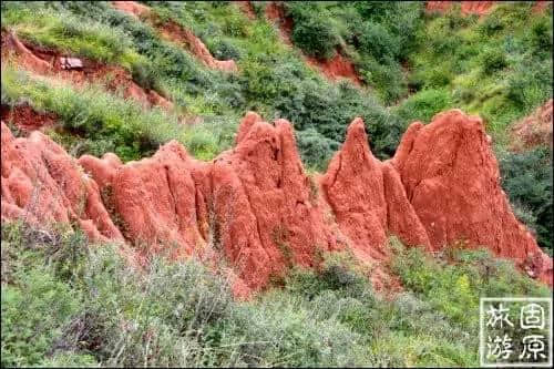 六盘山惊现一抹红！是谁打翻了调色板……