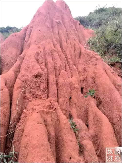 六盘山惊现一抹红！是谁打翻了调色板……