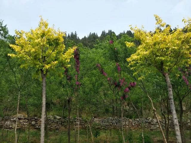 临朐乡村旅游的好去处——带你逛逛燕子崖燕窝农场