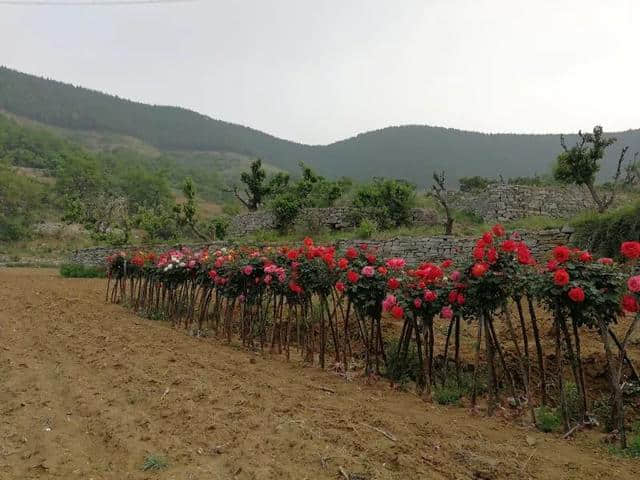 临朐乡村旅游的好去处——带你逛逛燕子崖燕窝农场