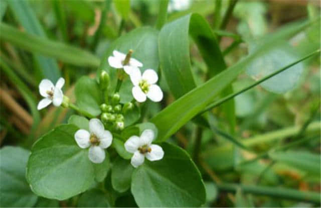 西洋菜的水田种植，和旱地种植的方法