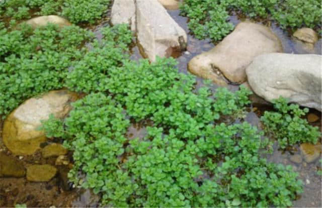 西洋菜的水田种植，和旱地种植的方法