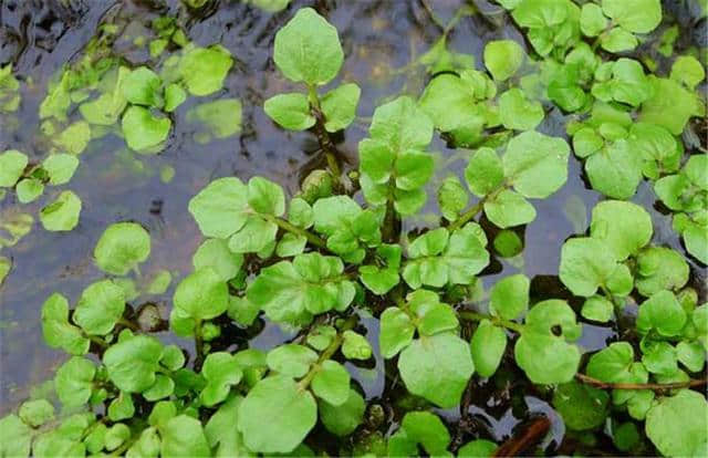 西洋菜的水田种植，和旱地种植的方法