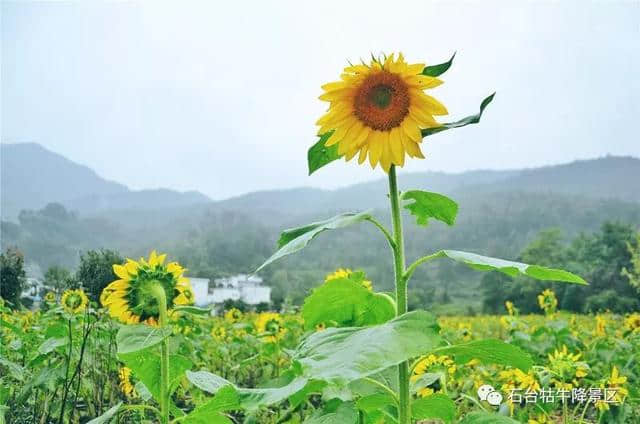 牯牛从天降丨峰岔入云中