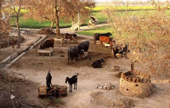 中国游客到巴基斯坦旅游，被巴基斯坦百姓的干活场景震住了