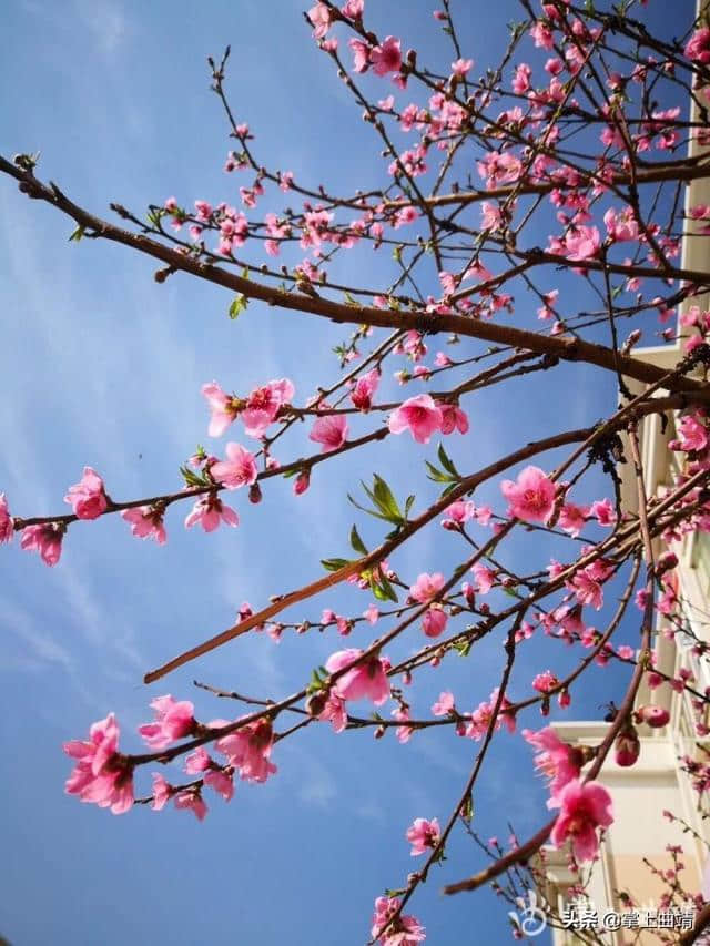 节后曲靖旅游市场悄然升温 春季赏花之旅受追捧