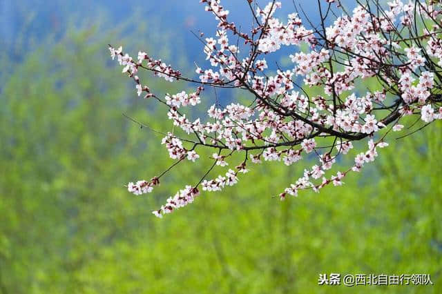 林芝，落两肩花香，不负春光，不负流年