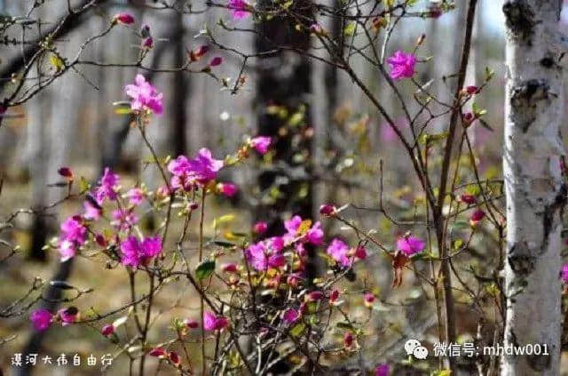 「漠河旅游」五一小长假你想好去哪了吗？