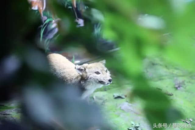 秋季游玩好去处！济宁高新区森林湿地生态科普馆全面开放（多图）