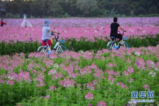 海南琼海：花海芬芳引游人