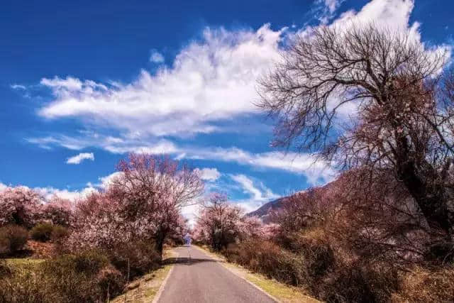 邂逅2019最美春天一林芝