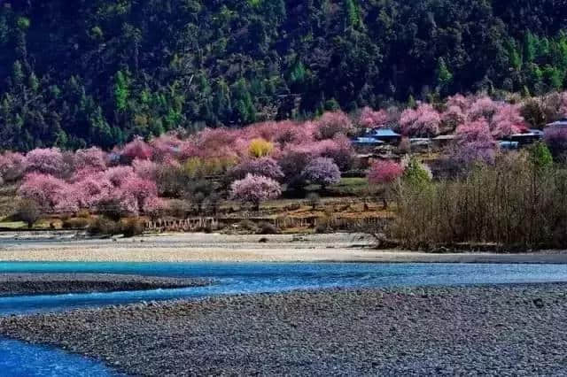 邂逅2019最美春天一林芝