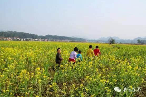 早春连州尽染“黄”，乡间田园穿“金”装