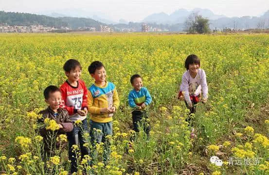 早春连州尽染“黄”，乡间田园穿“金”装