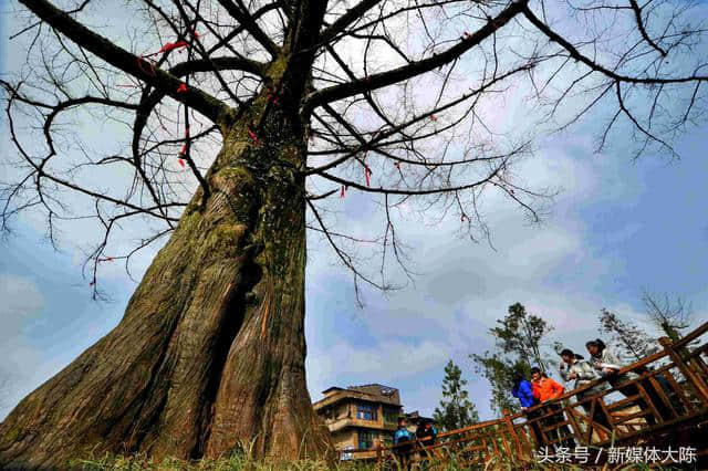 一句广告“我靠重庆”，拉开了利川旅游的序幕