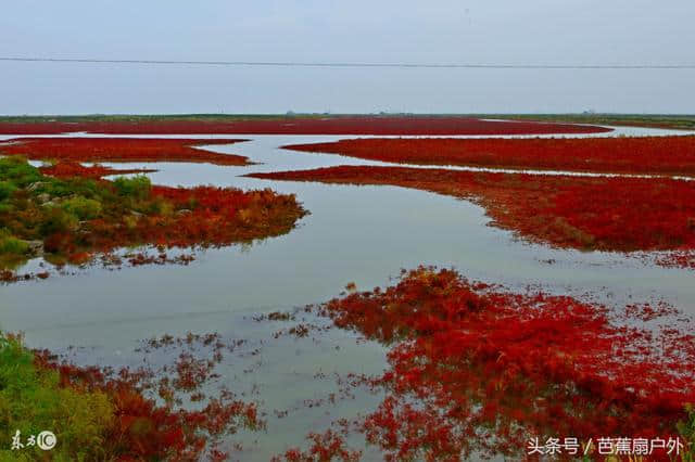 梦幻红海滩辽宁盘锦的红色天堂，自助旅游攻略