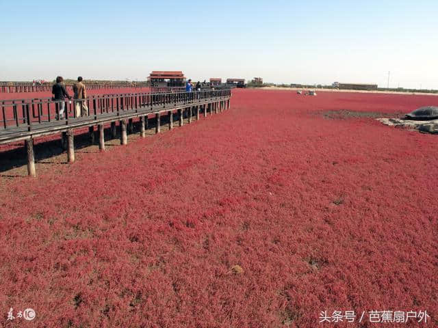 梦幻红海滩辽宁盘锦的红色天堂，自助旅游攻略