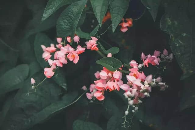 莲花山景区——三月女性特惠月