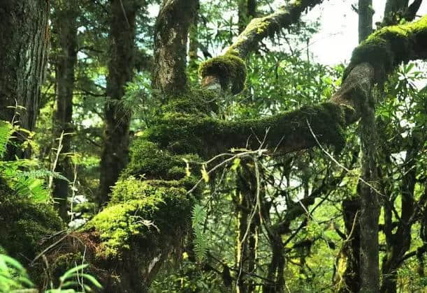 邂逅草海子，贡嘎山下一个绿野仙踪般的童话世界！