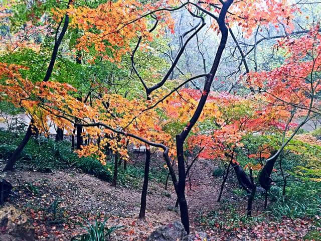 秋天去哪里旅游？给你推荐几个地方（三）