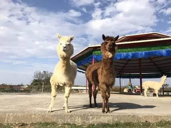 公益召集，游乡村美景、体验丰收……用行动为生态曲江献力！