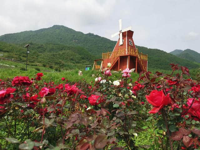 「脱贫攻坚媒体海东行」民和七里花海景区打造青海一站式乡村旅游休闲度假示范园