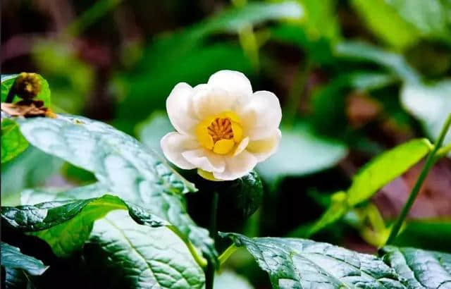 乡村旅游 | 临安有一处“桃花源” 风景实在是太美了！