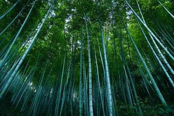 7月1日起，武汉至黄山动车每天开行！游黄山说走就走！