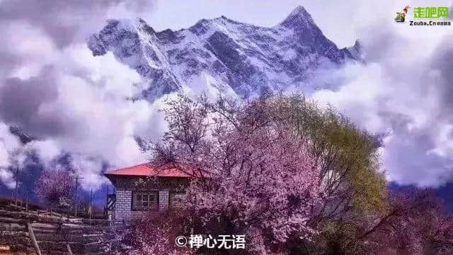 林芝最美的季节即将来临，这一份超全赏花攻略，请收好！