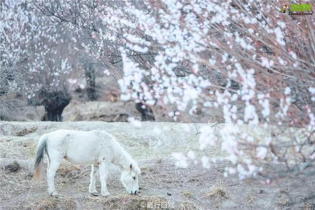 林芝最美的季节即将来临，这一份超全赏花攻略，请收好！