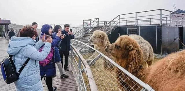 全域旅游，漫游青州，玩转青州这些热门体验式景区……