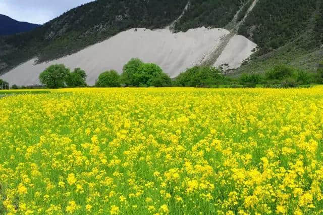 林芝很好，我爱林芝！