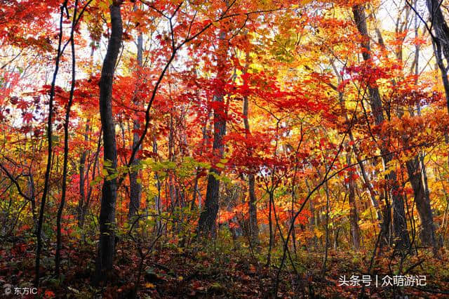 秋季旅行地推荐！推荐几个游赏红叶好去处，绝美风景不能错过！