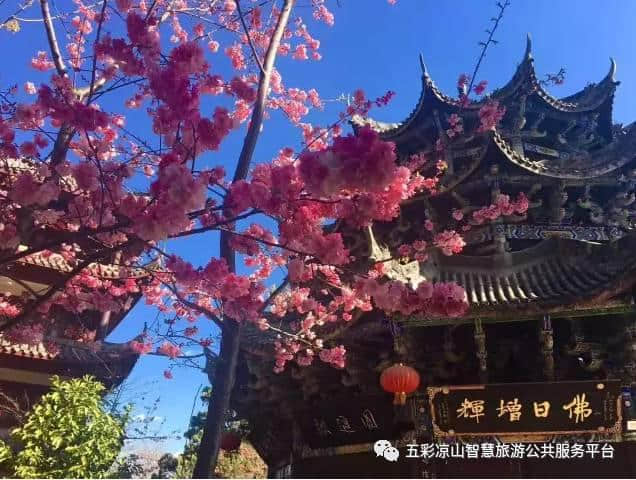 千年古刹光福寺，樱花弥漫艳阳春！