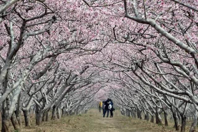 2017安徽最全赏桃花地图，漫天桃花红，十里春光醉