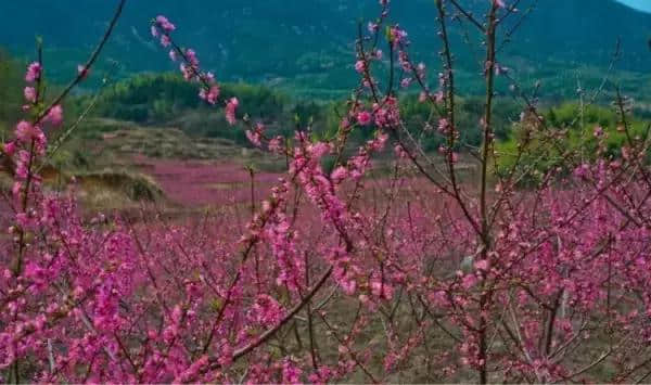 2017安徽最全赏桃花地图，漫天桃花红，十里春光醉