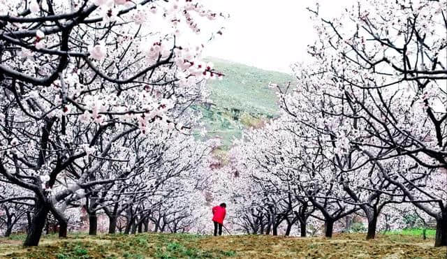 2017安徽最全赏桃花地图，漫天桃花红，十里春光醉