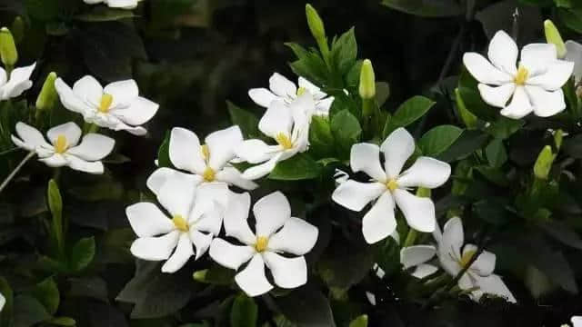 连州这个地方不要太火！栀子花开成海，美景、美食、民俗一个不落